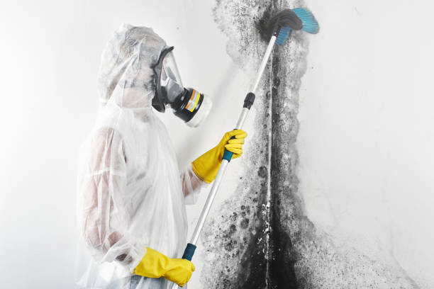 Best Asbestos and Lead Testing During Mold Inspection  in Eastpointe, MI