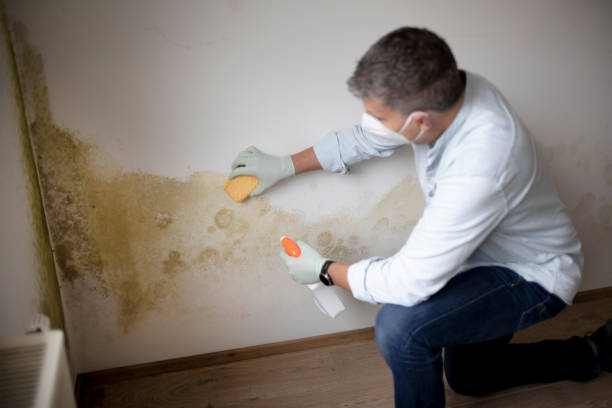 Best Crawl Space Mold Remediation  in Eastpointe, MI