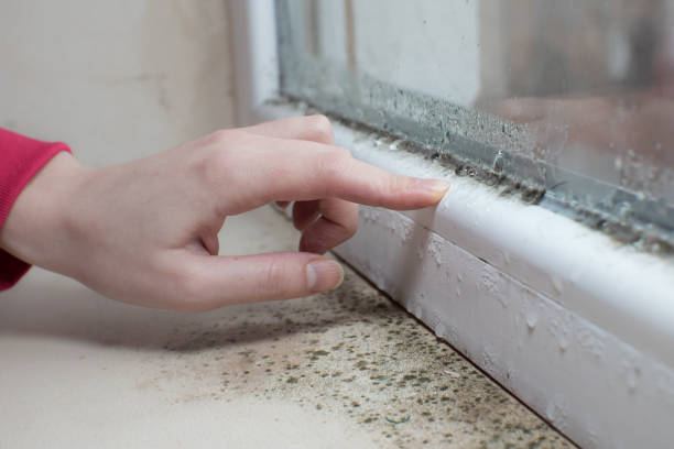 Best Commercial Mold Inspection  in Eastpointe, MI