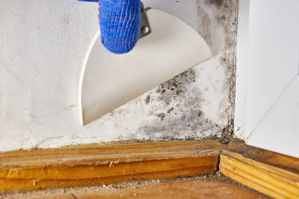 Best Residential Mold Inspection & Testing  in Eastpointe, MI