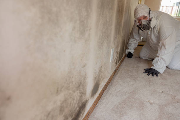 Best Real Estate Mold Inspection  in Eastpointe, MI